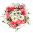 With its effervescent charm, this bouquet from Deptford Florist captures the essence of spring as felt along the eclectic lanes of SE8. At the centre, brilliant white daisies with lively lime-green centers bring light and clarity, their purity accentuated by a surrounding abundance of coral-pink carnations whose ruffled texture adds movement and depth. Wispy sprays of white gypsophila interlace the blooms, giving the whole composition an airy, uplifting presence-like a breath of fresh air drifting from Deptford Creek. Softly tinted alstroemeria buds, touched by streaks of pink and purple, peek gently between blossoms, contributing subtle interest and suggesting growth and hope. Embracing these florals, a lush collar of eucalyptus and dark greenery provides a leafy contrast and visual frame, imbuing the bouquet with the fullness and vibrancy of a thriving Deptford garden. The overall effect is one of both serenity and celebration, ideal for milestone moments, days of gratitude, or simply to share a slice of local floral artistry. Offering same-day delivery, this arrangement brings a taste of Deptford's creative, connected community right to your door.