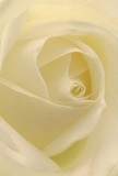 Step into the delicate embrace of this ivory rose, its petals softly unfurling with the quiet assurance that characterizes Deptford's intimate side streets. Each petal seems bathed in gentle morning light, its matte cream surface and silken touch reminiscent of flowers freshly picked from one of the local gardens. Gentle shadows curl between the spirals, adding a touch of depth and a hint of poetic calm. The whole image breathes tranquility-the unmistakable peace accompanying a thoughtful tribute or a hopeful gesture. Chosen for their purity and meticulously arranged in Deptford's finest artisan tradition, these roses symbolize reverence, sympathy, and the promise of new chapters ahead. Inhaling the faint sweetness of its fragrance, you can almost hear the low hum of Deptford's market mornings-where every bouquet is more than a gift: it is a heartfelt piece of the community, delivered with care across SE8.